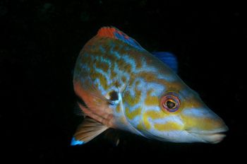 Male cuckoo wrasse, Penzance, Cornwall. Nikon D100 & 60mm... by David Stephens 